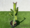 Euphorbia lactea or Dragoon bones tree 0.5 - 0.7m - Greensouq - 