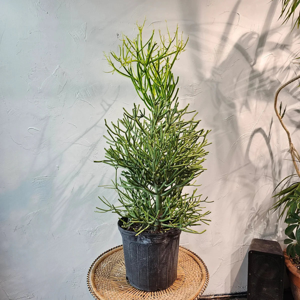 Euphorbia tirucalli or Pencil Cactus , Strong Outdoor Cactus Plant - Greensouq - 