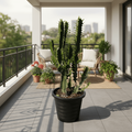 Euphorbia Trigona | Candelabra Cactus 0.6 - 0.8m - Greensouq - 