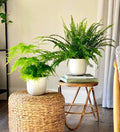 Fern Pair - Greensouq - 