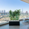 Ficus Banjamina Trio in Rectangular Fiber Glass Planter (GRP) (70x30x30cm) - Greensouq - 