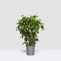 Ficus Benjamina 'Danielle' Holland - Greensouq - 