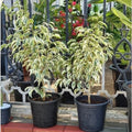 Ficus benjamina variegata "Variegated Weeping Fig" 35 - 50cm - Greensouq - 
