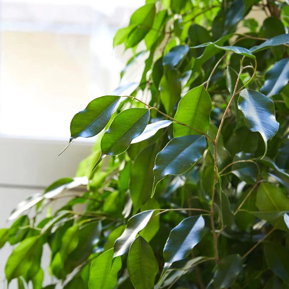 Ficus benjamina "Weeping Fig" (Outdoor) - Greensouq - 