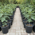 Ficus Carica "Fig Tree" شجرة التين - Greensouq - 