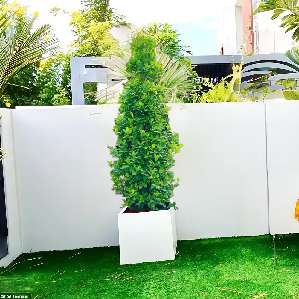 Ficus Diversifolia “Cone Shape” in Grp Square Pot - Greensouq -