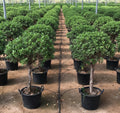 Ficus Diversifolia "Single head" - Greensouq - 