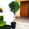 Ficus Diversifolia Twisted Trunk Topiary 1.0 - 1.5m - Greensouq - 