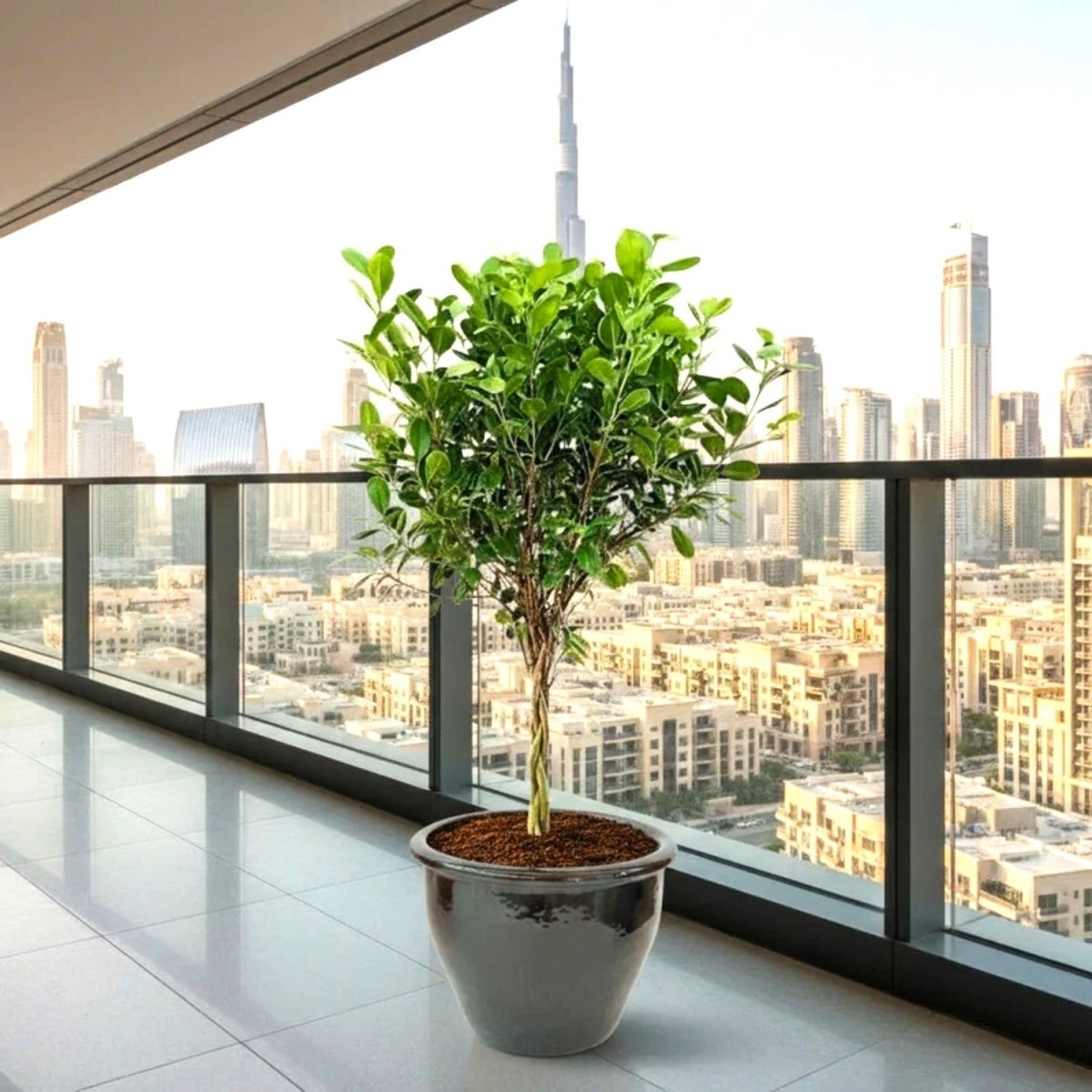 Ficus Diversifolia Twisted Trunk Topiary 1.0 - 1.5m - Greensouq - 