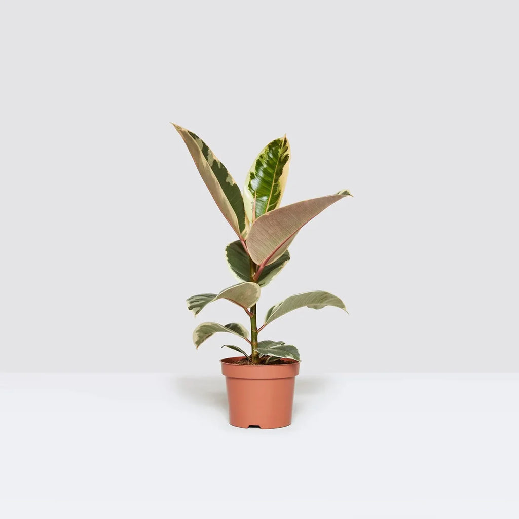 Variegated Rubber Plant | Ficus Elastica Tineke | - Greensouq -