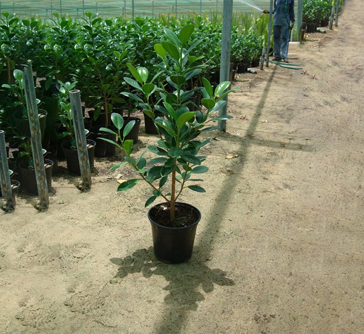 Ficus Hawaii "Green Island" - Greensouq - 