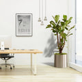 Ficus Lyrata Branched / Fiddle Leaf Fig 1.2 - 1.5m - Greensouq -
