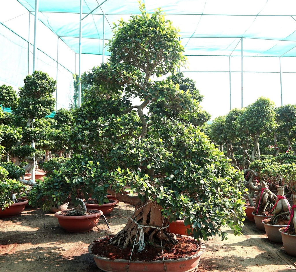 Ficus Nitida Bonsai | Ficus Big size Bonsai | Root Shape Bonsai - Greensouq - 