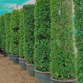 Ficus Nitida Tall 1.8 - 2.0m - Greensouq - 