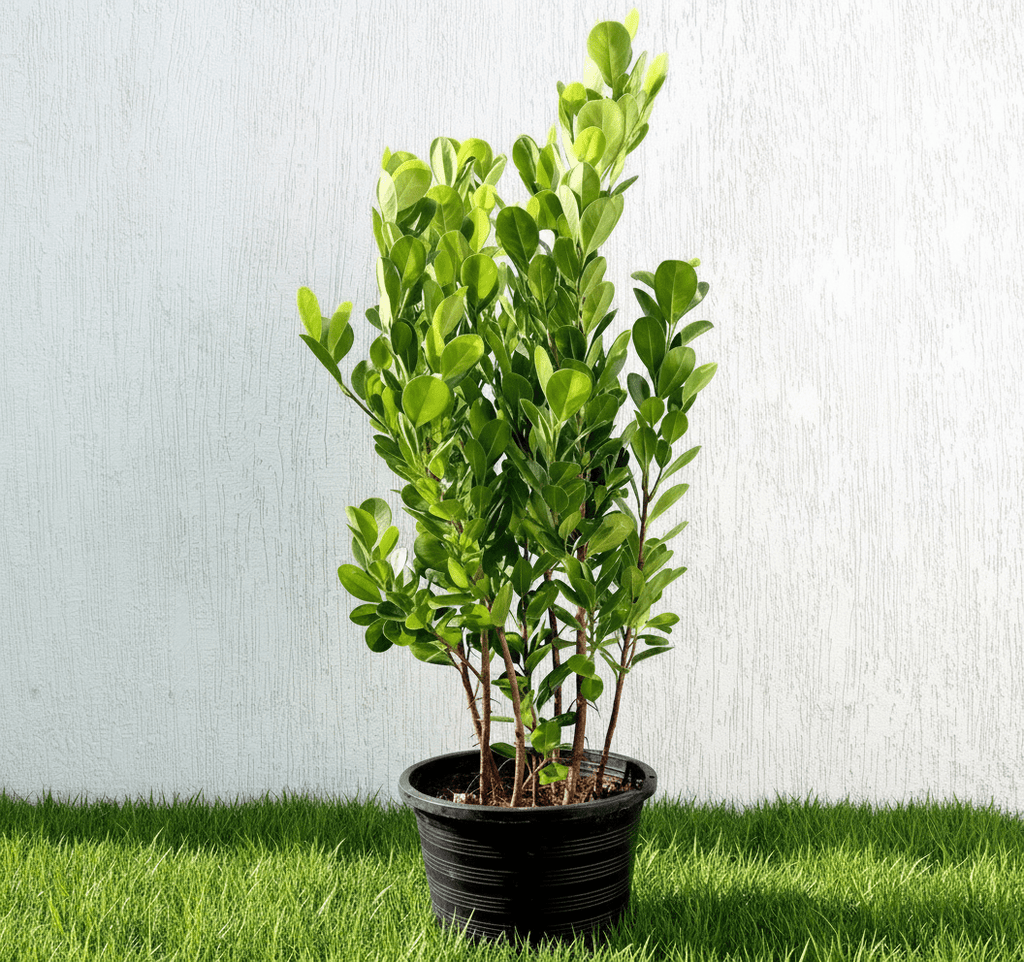 Ficus panda Evergreen Plant 40 - 50cm - Greensouq - 