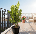 Ficus panda Evergreen Plant 40 - 50cm - Greensouq - 