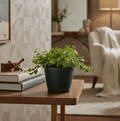 Ficus Pumila - Creeping fig "Varigated" - Greensouq - 