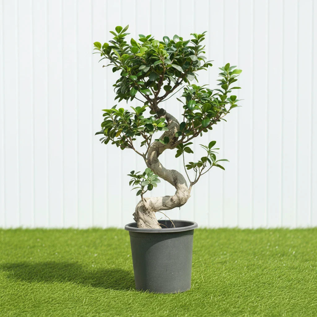 Ficus "S" Bonsai 50 - 70cm - Greensouq - 