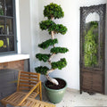 XL Ficus S Bonsai 1.8-2.0m - Large Indoor Tree - Greensouq -