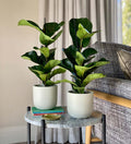 Fiddle - Leaf Fig Pair - Greensouq - 