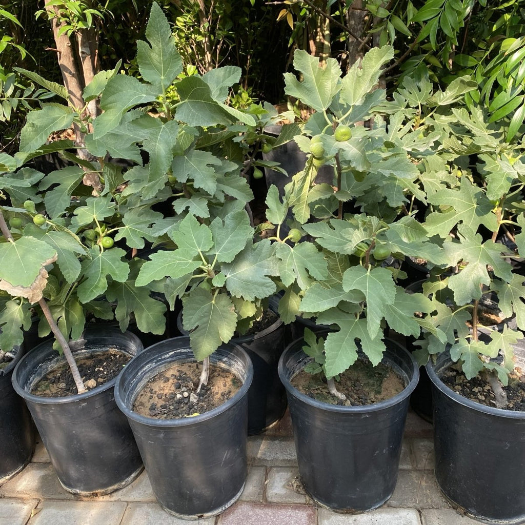 Fig Tree Turkish Red - Greensouq - 