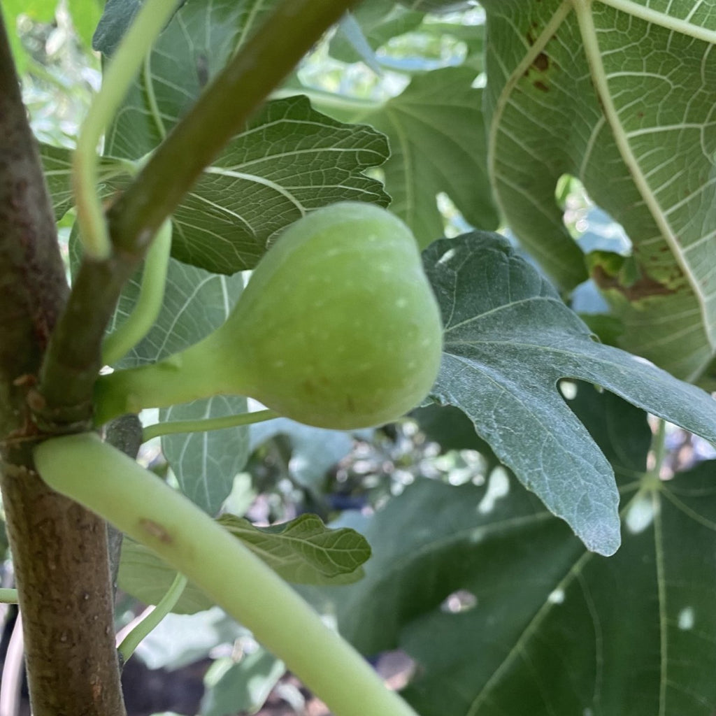 Fig Tree yellow 1.5 - 2.0m - Greensouq -