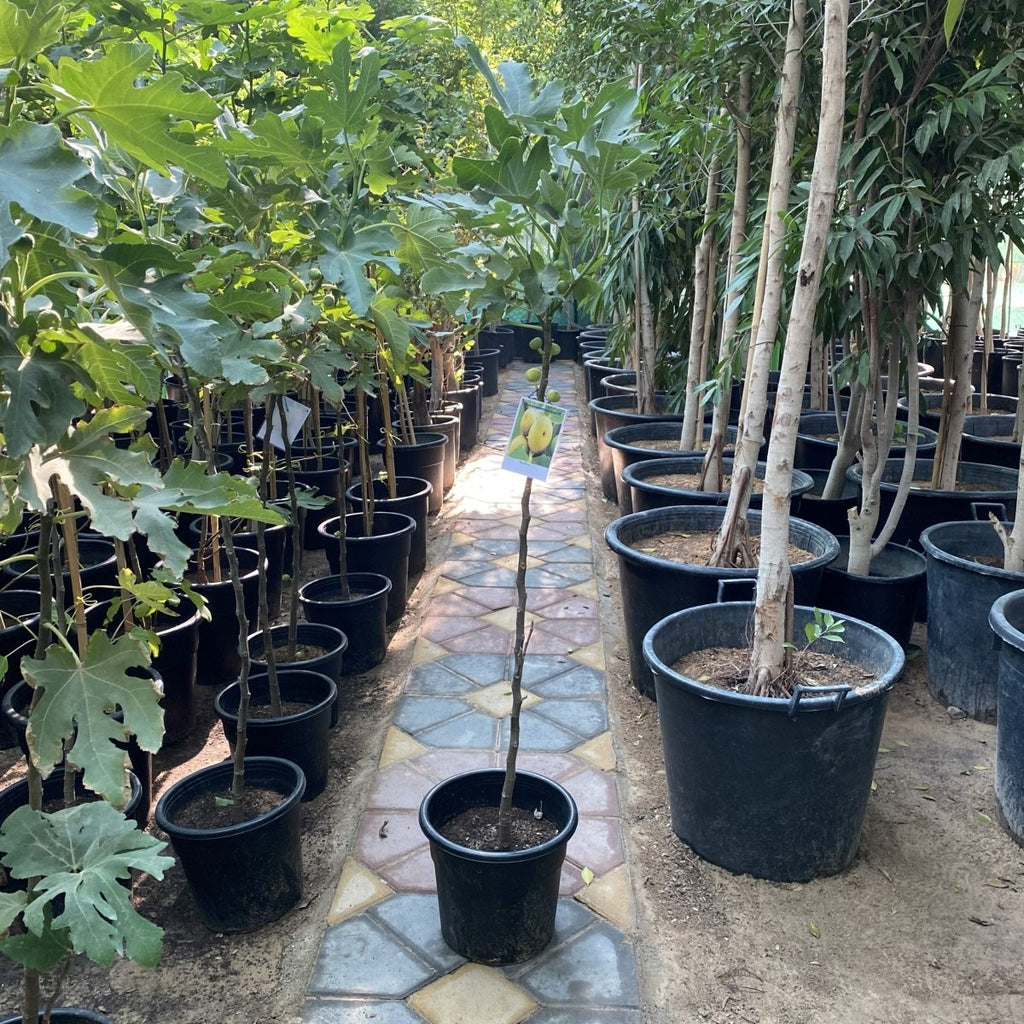 Fig Tree yellow 1.5 - 2.0m - Greensouq -
