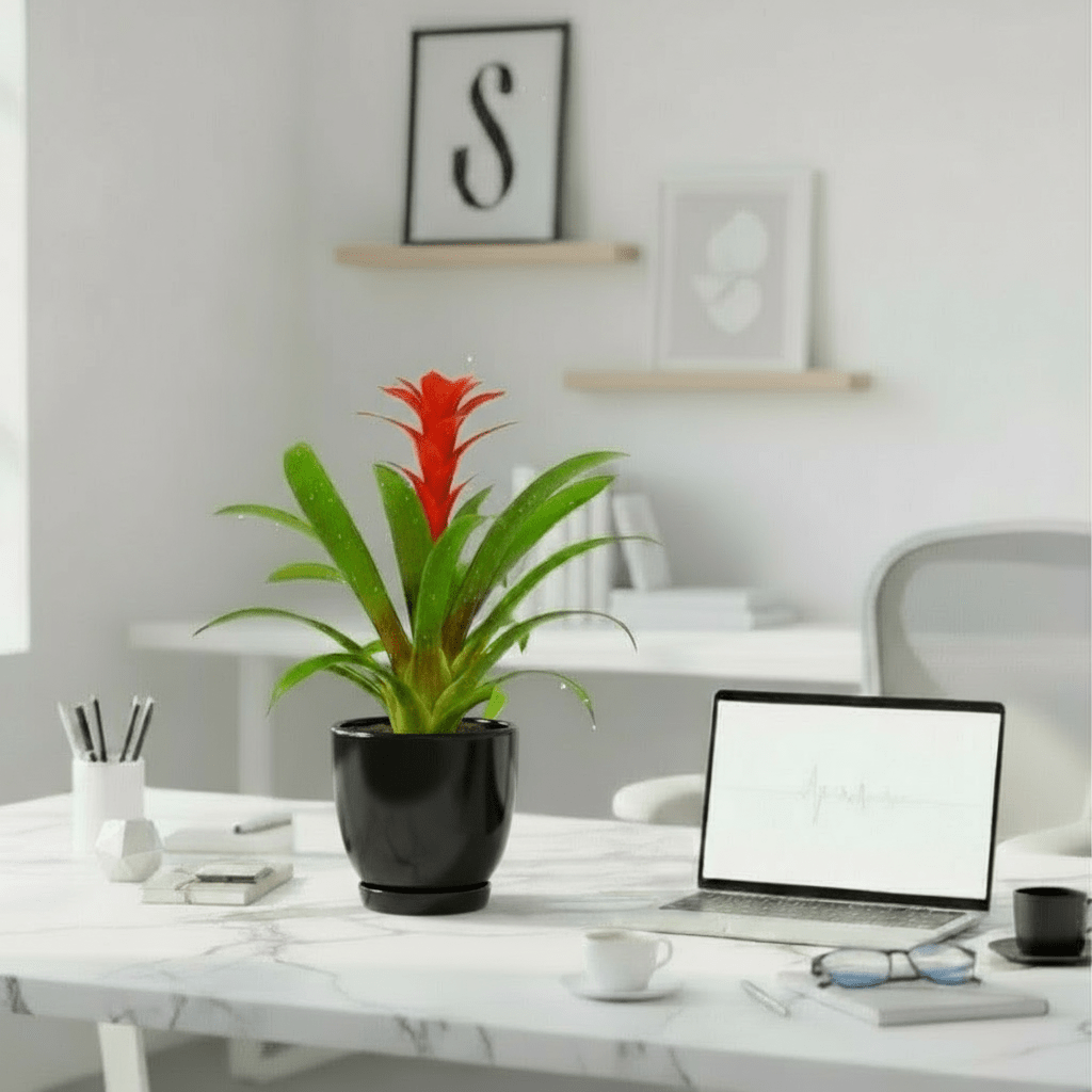 Guzmania Red and Yellow Plants or Scarlet Star in Ceramic Pot - Greensouq - 