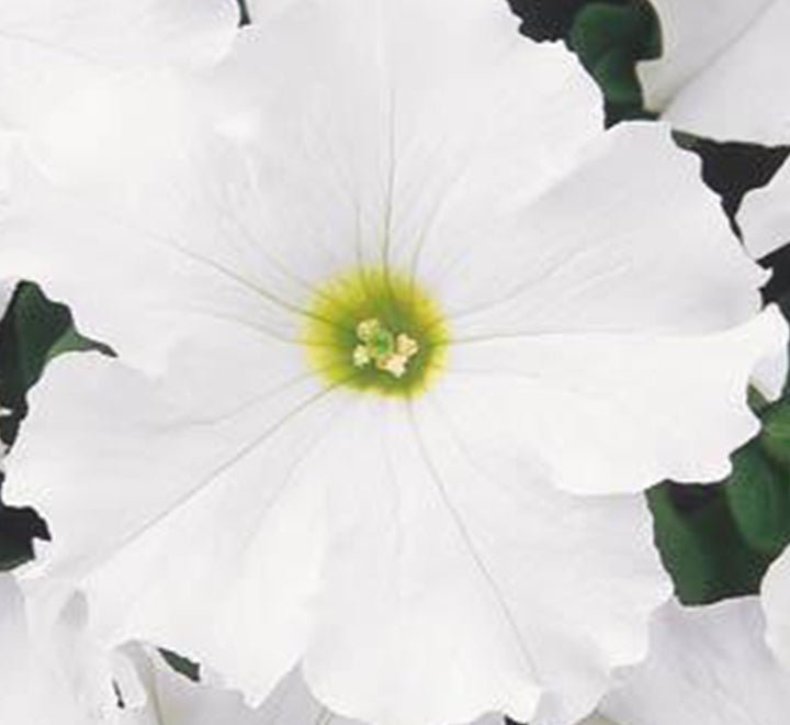 Hanging Petunia Mix "Petunias" - Greensouq - 