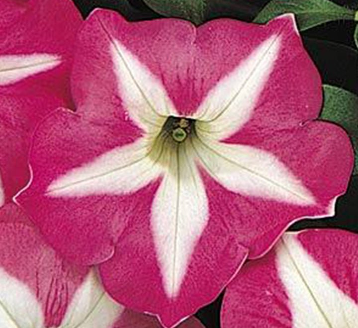 Hanging Petunia Mix "Petunias" - Greensouq - 