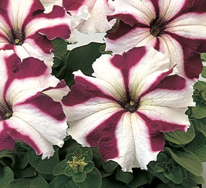 Hanging Petunia Mix "Petunias" - Greensouq - 