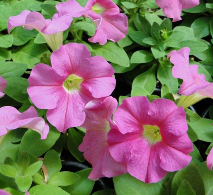Hanging Petunia Mix "Petunias" - Greensouq - 