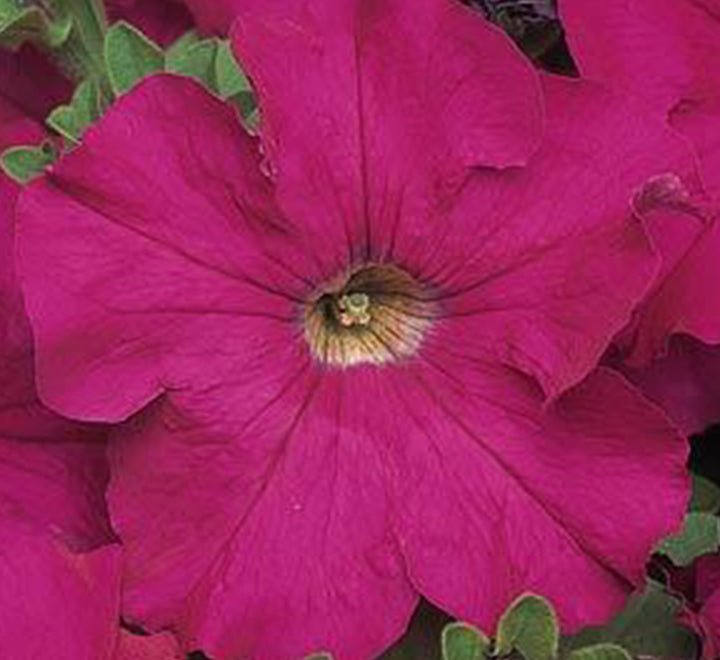 Hanging Petunia Mix "Petunias" - Greensouq - 