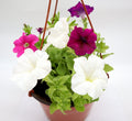 Hanging Petunia Mix "Petunias" - Greensouq - 