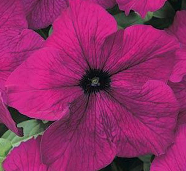 Hanging Petunia Mix "Petunias" - Greensouq - 