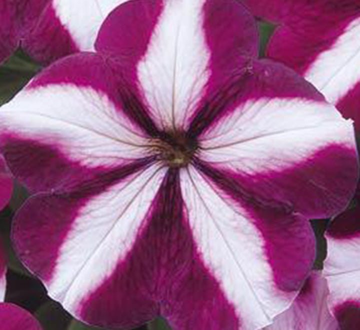 Hanging Petunia Mix "Petunias" - Greensouq - 