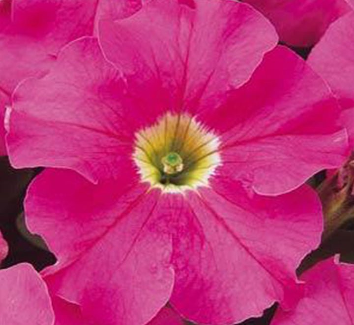 Hanging Petunia Mix "Petunias" - Greensouq - 