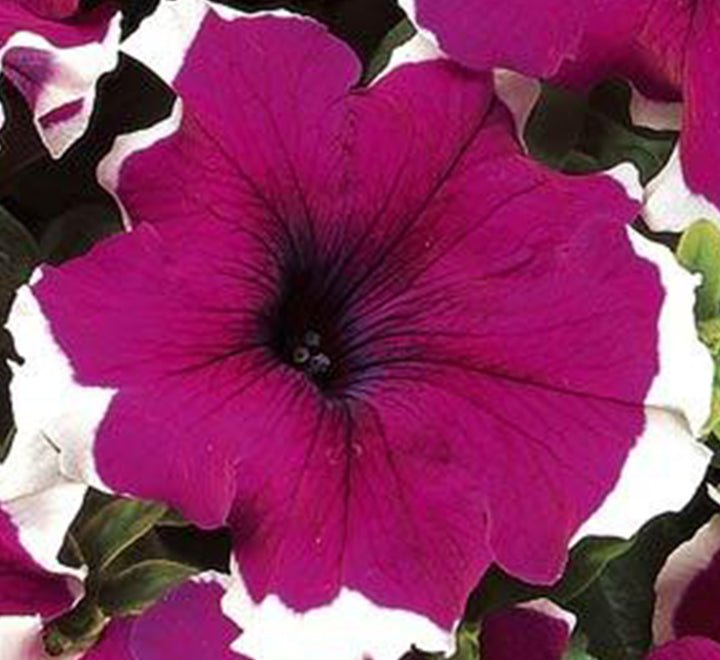Hanging Petunia Mix "Petunias" - Greensouq - 
