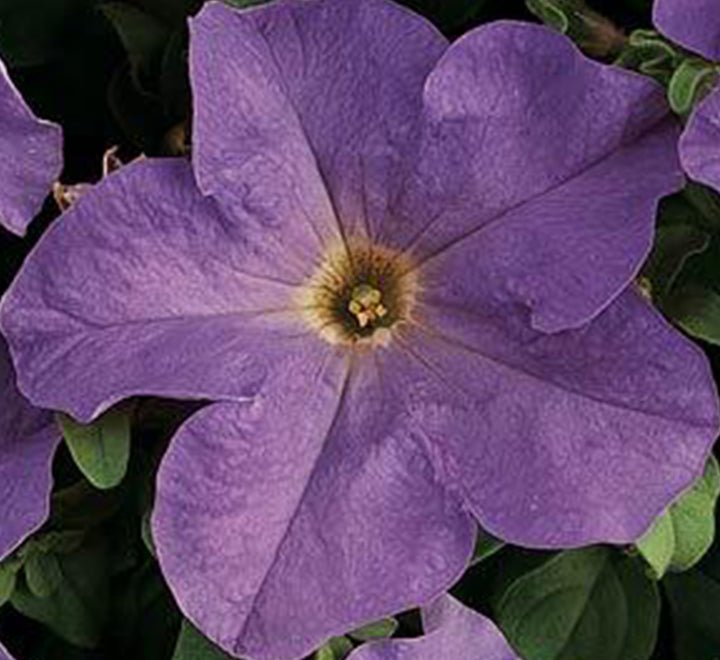 Hanging Petunia Mix "Petunias" - Greensouq - 