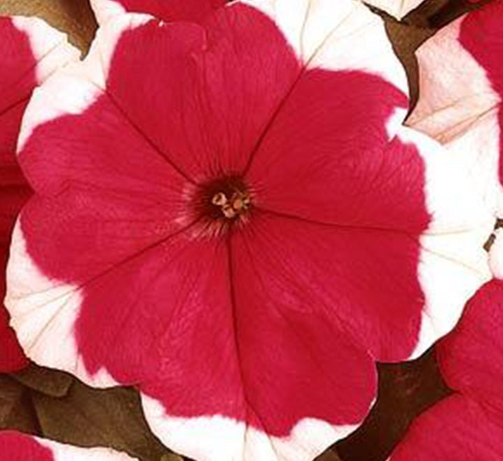 Hanging Petunia Mix "Petunias" - Greensouq - 