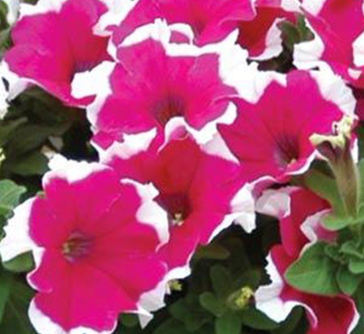 Hanging Petunia Mix "Petunias" - Greensouq - 