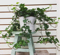 Hedera Helix or English Ivy الإنجليزية اللبلاب - Greensouq - 