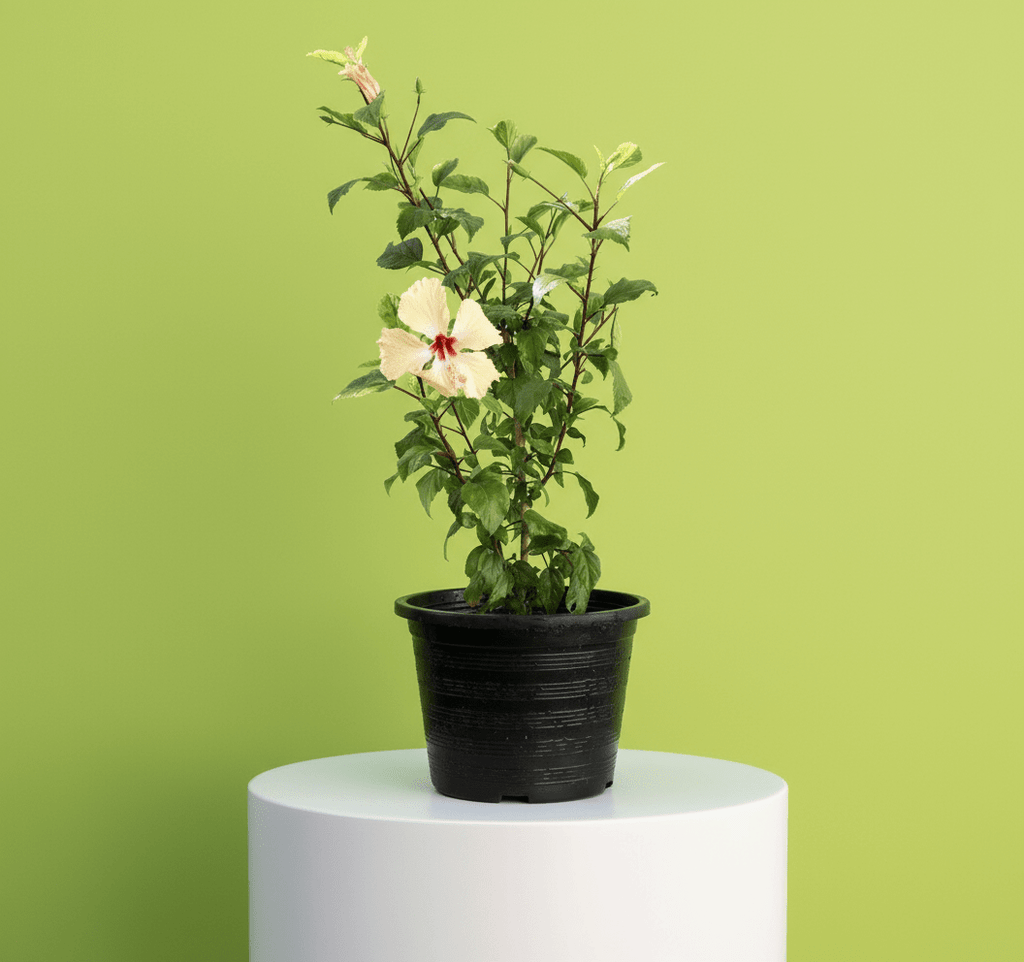 Cream Plant Hibiscus Rosa Sinensis "Cream" 0.5 - 0.6m - Greensouq -