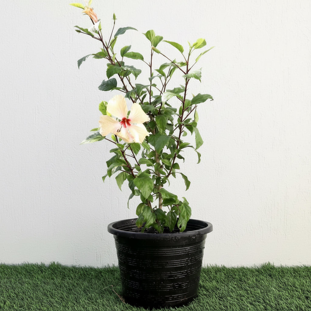 Cream Plant Hibiscus Rosa Sinensis "Cream" 0.5 - 0.6m - Greensouq -