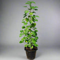 Hibiscus Tiliaceus "Beach Hibiscus" - Greensouq - 