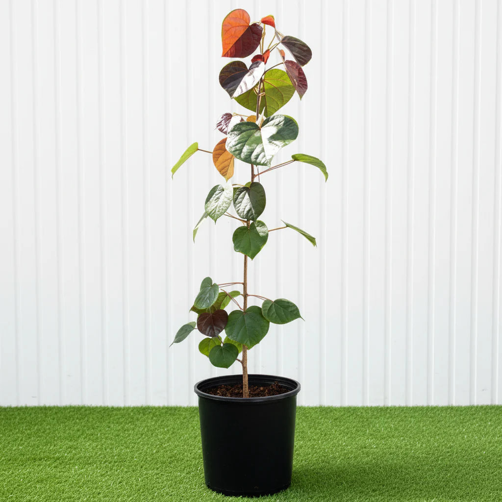 Hibiscus tiliaceus Rubra "Red Beach Hibiscus" 0.8 - 1.0m - Greensouq - 