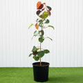 Hibiscus tiliaceus Rubra "Red Beach Hibiscus" 0.8 - 1.0m - Greensouq - 