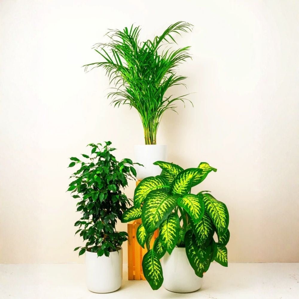 Home Decorator Plant Bundle - Greensouq - 