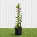 Ipomoea Cairica, Cairo Morning Glory or Coast Morning Glory 0.8 - 0.1m - Greensouq - 