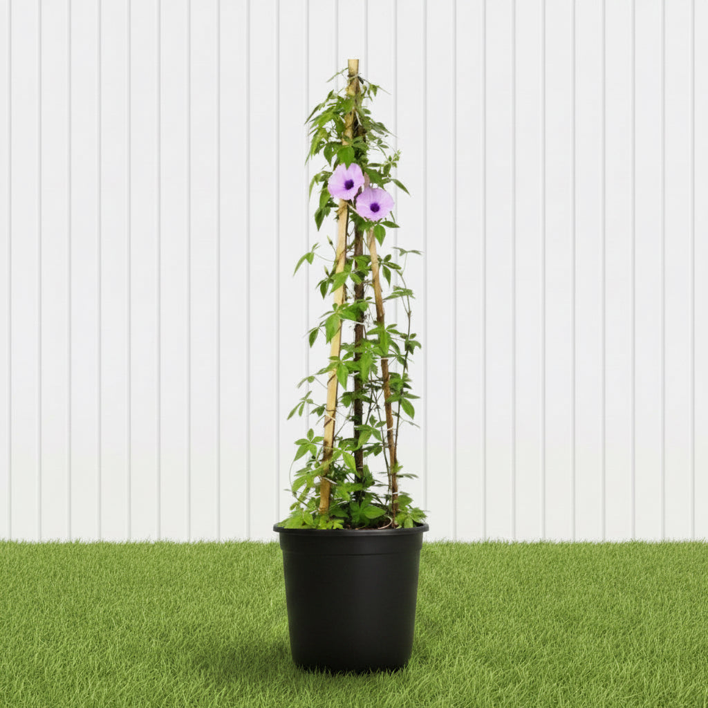 Ipomoea Cairica, Cairo Morning Glory or Coast Morning Glory 0.8 - 0.1m - Greensouq - 